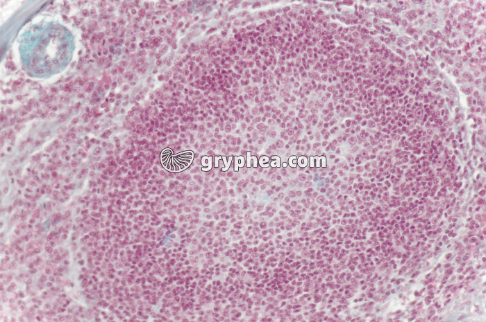 Rate x100 - gryphea.org